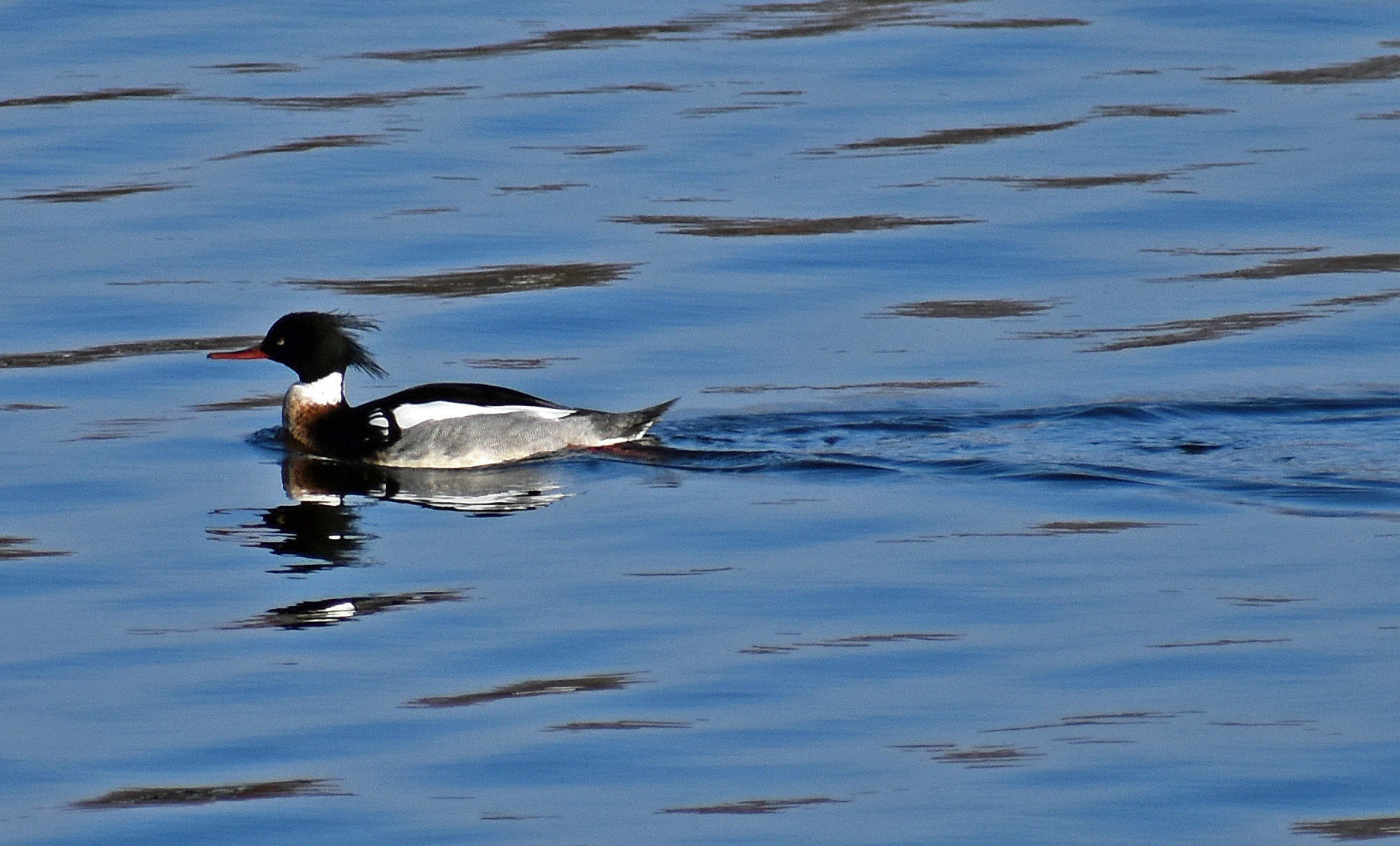 Park Lake merganser